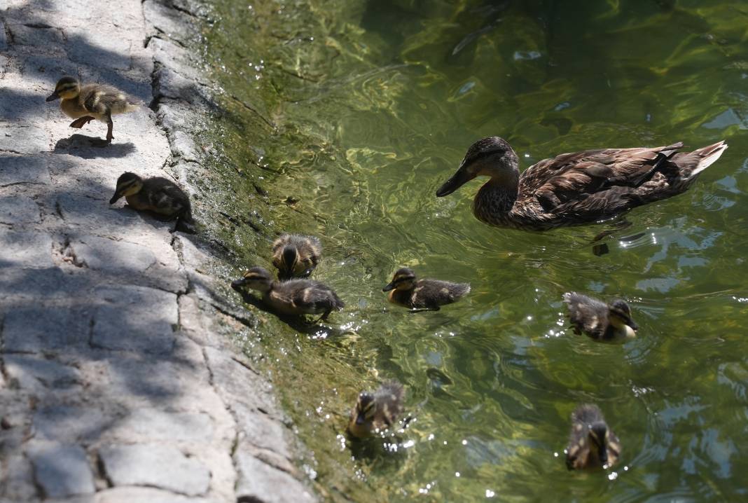 Kuğulu Park'ın sevimli ördek yavruları suya dalış yaptı 15